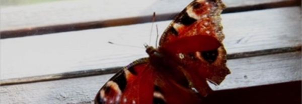 Saját halál | La pròpia mort