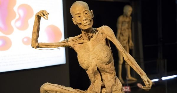 Human Bodies