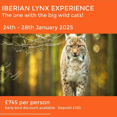 THE IBERIAN WILD LYNX ESCAPE 2025