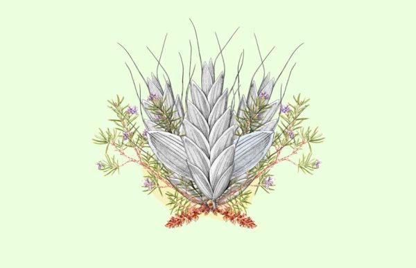 Taller de ilustración científica. La botánica