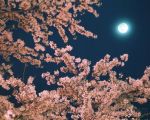 FULL MOON Almond Blossom walk