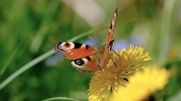 Butterfly Walk - Fundraiser for IbizaPreservation