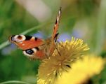 Butterfly Walk - Fundraiser for IbizaPreservation