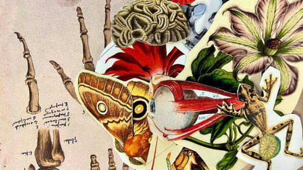 Espai de mediació «Un jardí per a Rodoreda»