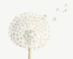 Breathing Daily lexic of philosophy, 5