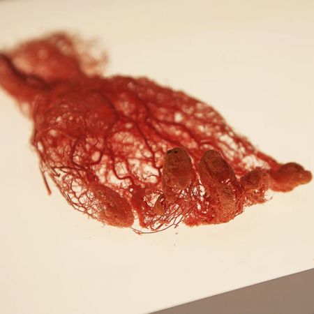 Human Bodies: ¡descubre la anatomía de la vida!