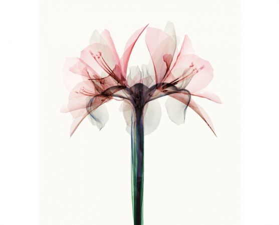 ORCAM. Ciclo Sinfónico XII