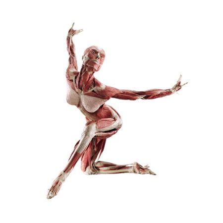 Body Worlds. El Ritmo de la Vida