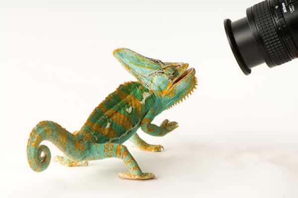 National Geographic's "Photo Ark" Expo