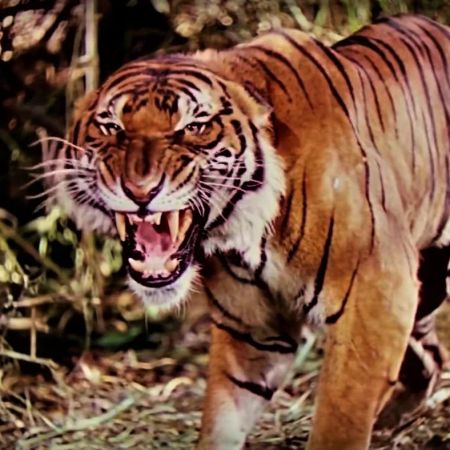 Abril en Filmoteca Junior