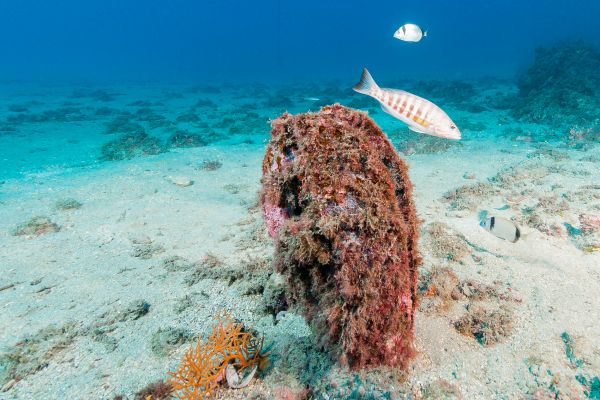 Mol·luscs bivalves | Scientific illustration workshop