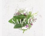 Salvia Ibiza
